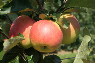 Is het nu appels of appelen?